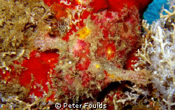 Frog fish on the Mitsio wreck by Peter Foulds 